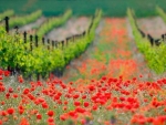 Field of Red