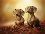 dachshunds