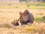 Rare White Rhino, mother and calf