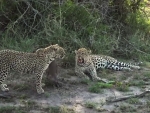 Leopards