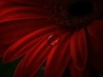 DROPLET ON GERBERA