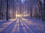 Winter Forest