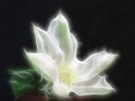 White flower