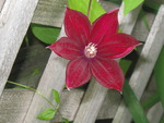 Red flower