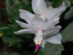 Christmas Cactus