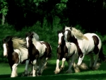 Gypsy Horses