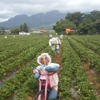 Strawberry field guards