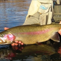 Lake Erie Steelhead Trout