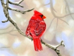 Winter Cardinal