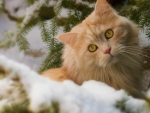 Cat In The Snow
