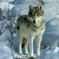 Through the winter cold