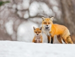 Red Foxes