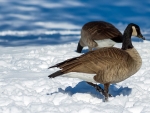 Canada Geese