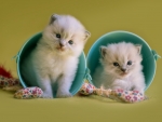 Ragdoll Kittens