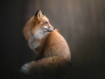 Red Fox