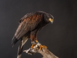 Harris Hawk