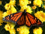 Monarch Butterfly