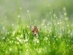 Baby Fox and Dew Drops
