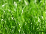 Grass
