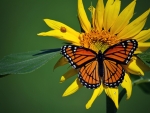 Butterfly on Sunflowers