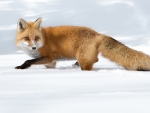 Red Fox Hunting