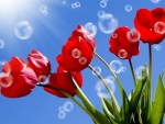 Tulips & Bubbles