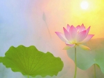 âœ¿âŠ±â€¢â•®Lotus Dawnâ•­â€¢âŠ°âœ¿