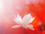 âœ¿âŠ±â€¢â•®Lotus in Redâ•­â€¢âŠ°âœ¿