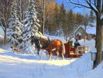 Sugar Shack Horses