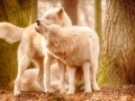 wolves