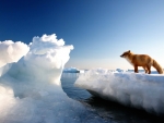 Red Fox On Floating Ice