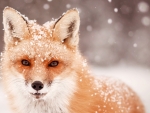 Fox In The Snow