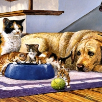 What's a Dog to Do? - Pets