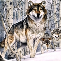 Second Glance - Wolf