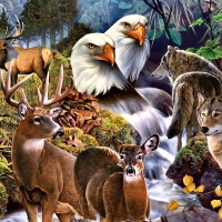 Forest Neighbors - Wildlife