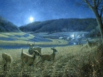Night Moves - Whitetail Deer