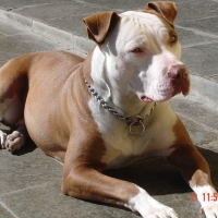 Pitbull 2