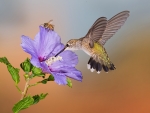 Hummingbird and Bee on Flowers