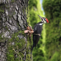 Pileated Woodpecker