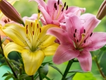 Yellow Pink Lilies
