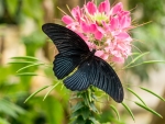 Black Butterfly