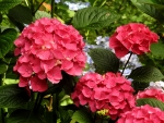 Pink Hydrangea