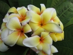 Plumeria Closeup