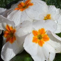 Little Primroses In The Morning Sun.