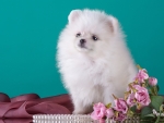 Cute White Puppy
