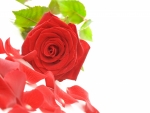 Rose on White  Background