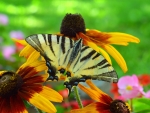 Butterfly on Flowers