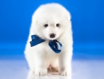 White Puppy