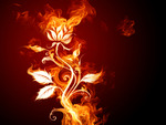 Rose on fire