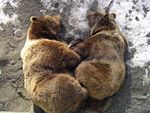 sleeping bears